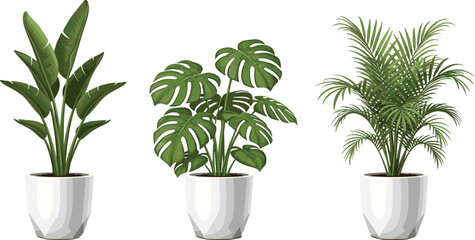 Realistic vector illustration of indoor potted tropical houseplants including monstera, palm, and banana plant in ceramic pots for home decor. © Ashik Creatives
