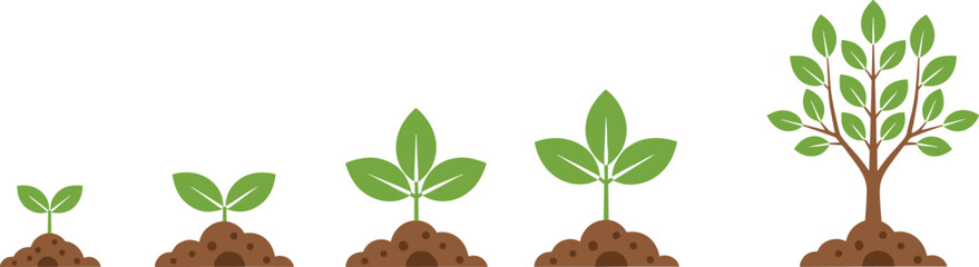 Vector illustration showing plant growth stages from seedling to mature tree, perfect for agriculture, ecology, nature education, and environmental concepts.