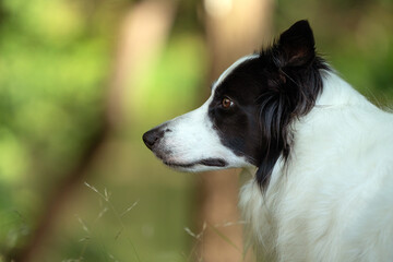Fototapeta premium Border Collie face profile 