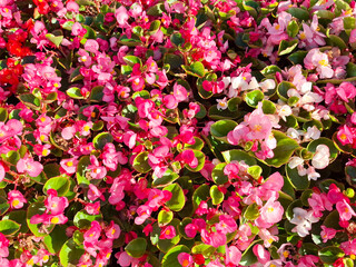 Wax Begonia flowers. Begonia cucullata