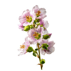 Eye-Level Shot of a Vibrant Flower in High Resolution 4K
