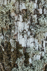Obraz premium Flechten und Moos auf Rinde von einem alten Baum in Symbiose
