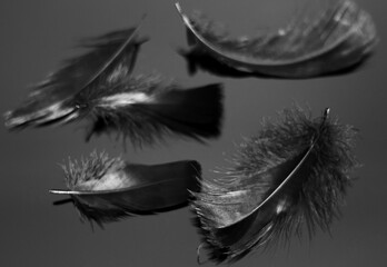   Black bird feathers on dark background, selective focus