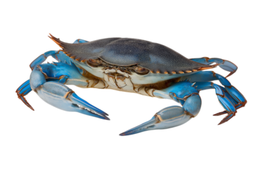 Blue Crab With Claws Extended crustacean isolated on a transparent background
