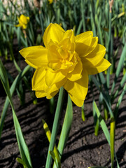 Obraz premium Vibrant yellow double daffodil blooming in sunlight