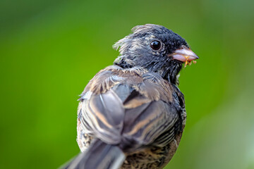 Junco with pinfeathers looking over its shoulder