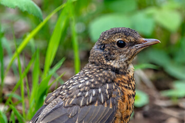 Juvenile American Robin with endearing look