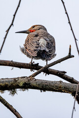 Northern Flicker in late day light