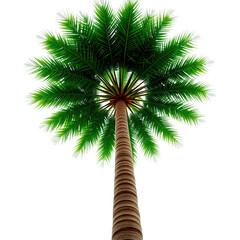 Photo of palm tree with a thick trunk isolated on transparent background