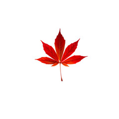 Photo of red maple leaf isolated on transparent background