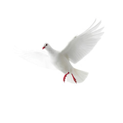 Photo of white pigeon flying isolated on transparent background