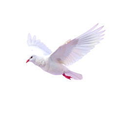 Photo of white pigeon flying isolated on transparent background