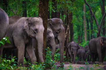 Obraz premium Majestic wild Asian elephants huddle in harmony at Jim Corbett National Park, India. A serene wildlife moment showcasing elephant bonding, forest nature, and raw wilderness beauty.