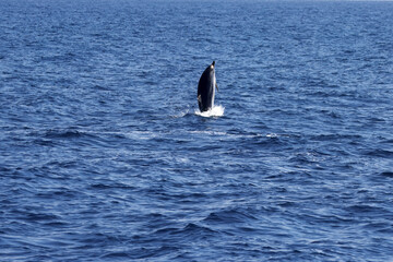 Naklejka premium Striped dolphin, Stenella coeruleoalba, leaps at the Strait of Gibraltar