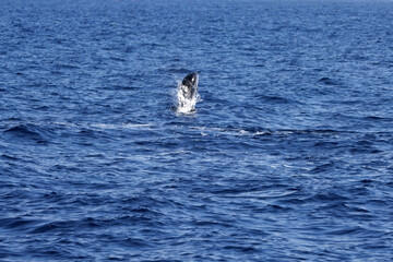 Fototapeta premium Striped dolphin, Stenella coeruleoalba, leaps at the Strait of Gibraltar