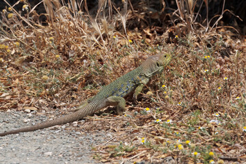 Jewelled lizard, Timon lepidus, under a shrub