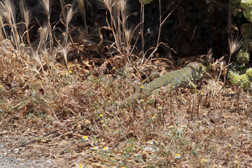 Jewelled lizard, Timon lepidus, under a shrub