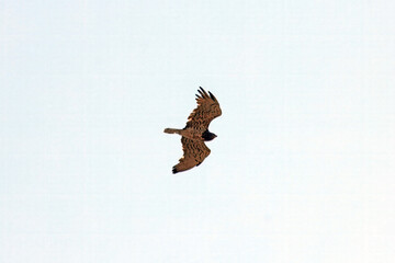Flying short-toed snake eagle, Circaetus gallicus