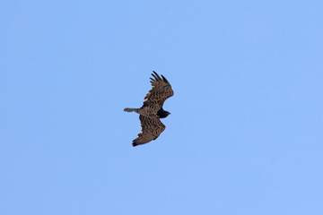 Flying short-toed snake eagle, Circaetus gallicus