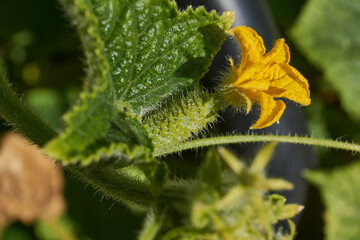 Macro photography of a cucumber ovary. Close-up of a cucumber ovary with a bright yellow flower. Details of the structure of the fruit and the fluffy stem in the natural environment.