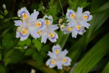 Iris japónica, Magone, Nagano Japón