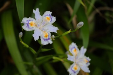 Iris japónica, Magone, Nagano Japón
