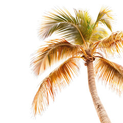and keyword list based on the image you provided.. Palm Tree Fronds Swaying in Sunlight Against a Tropical Sky.