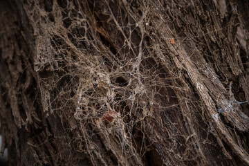 corteza , tela de araña , rugoso , 