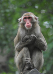 Rhesus macaque sitting on a rock in natural habitat

