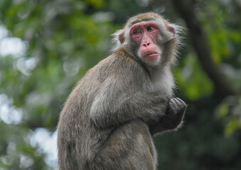 Rhesus macaque sitting on a rock in natural habitat

