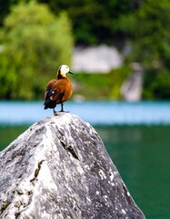 Duck perched on a rock by a lake