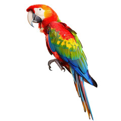 Obraz premium and keyword list based on the image you provided.. Scarlet Macaw Perched, Eyeing Viewers, Wildlife Habitat
