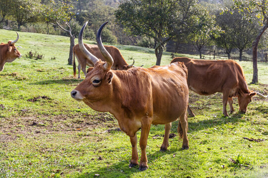 Cachena breed Cow on a green field. Cattle farming, Galicia, Spain