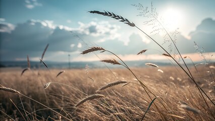 Obraz premium Sunlight Shining Through a Golden Field of Wheat