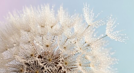Delicate Dandelion Seed Head Covered in Morning Dew Drops
