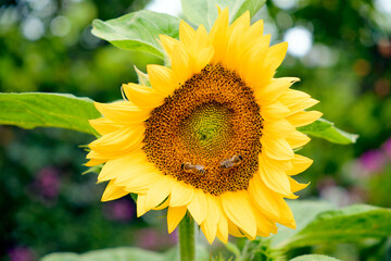 Bright sunflower in full bloom with two bees collecting nectar. Close-up of a vibrant yellow flower with green leaves in summer garden, symbolizing nature, growth, and pollination