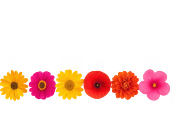 Colorful flowers forming a horizontal line on transparent background