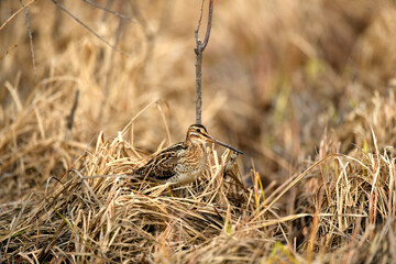bird in the grass