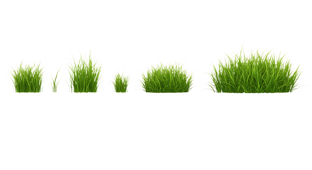 Different stages of green grass growth on black background on transparent background