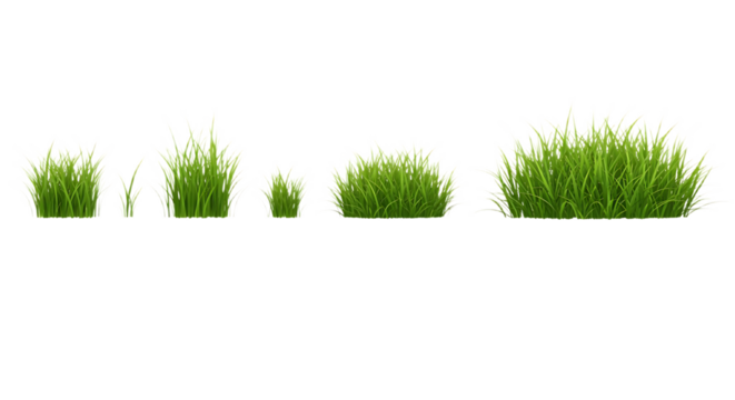 Different stages of green grass growth on black background on transparent background
