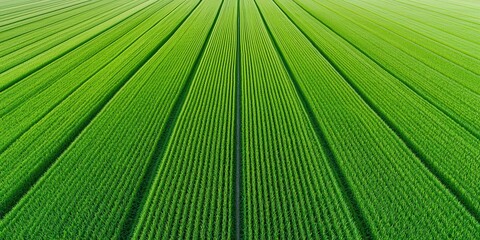 Aerial view of lush green agricultural fields with neatly arranged rows, showcasing vibrant crop growth and farming patterns.
