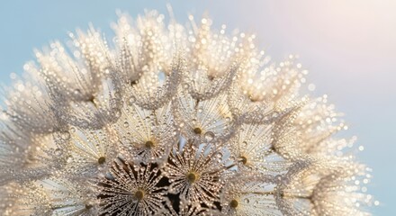 Close up macro shot of a dandelion seed head covered in morning dew drops