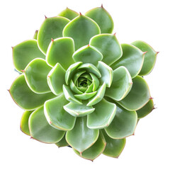 and keyword list based on the image you sent.. Close-up Green succulent plant flourishing, petals arranged, indoors