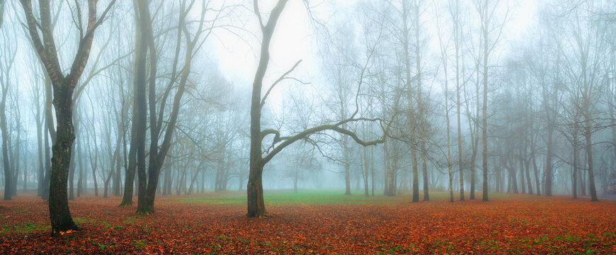 Autumn landscape, panoramic view of foggy autumn park in November fog, mysterious autumn landscape with Halloween atmosphere