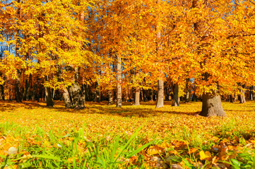 Autumn landscape of sunny autumn park in nice weather. Golden autumn trees with fallen autumn leaves covering the ground