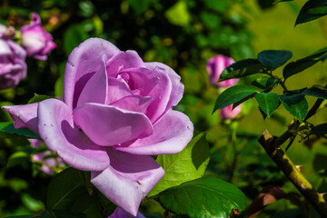 Obraz premium A beautiful lavender rose in full bloom, inspired by roses grown in gardens during the Heian period. The bloom is surrounded by green leaves.