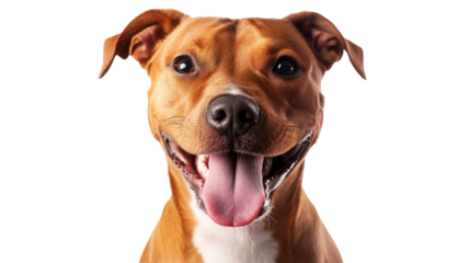 Happy Brown Pitbull Dog Portrait with Open Mouth Smile