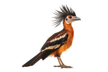 Obraz premium A tropical hoatzin bird, Opisthocomus hoazin, with a unique crest isolated on transparent background. Tropical Hoatzin bird with unique crest isolated PNG.