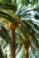 coconut palm tree on blue sky