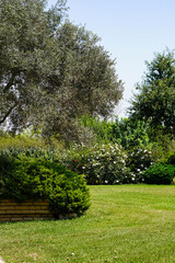 blooming garden in summer